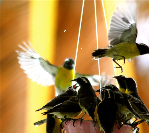 In Antigua at restaurant a waitress gave sugar to this birds and they went crazy