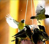 In Antigua at restaurant a waitress gave sugar to this birds and they went crazy: by nnaidu, Views[208]