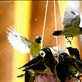 In Antigua at restaurant a waitress gave sugar to this birds and they went crazy: by nnaidu, Views[170]