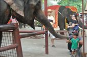 elephant: by nnninecountries, Views[198]