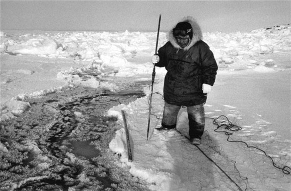 Abraham Arnaqaq sets a net along a crack in the ice to catch seal. He anchors the net by tying it to a block of ice over which he pours sea water to freeze it solidly in place. A brilliant yet simple ancient technique. (temp: -40degC)