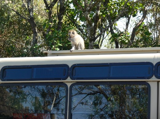First monkey encounter