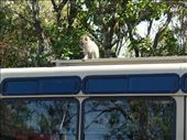 First monkey encounter: by nomad_kiwis, Views[371]