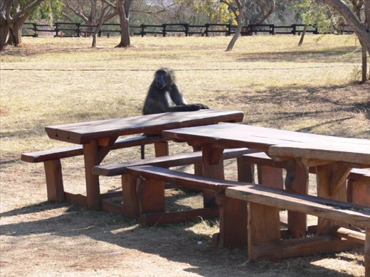second one - a baboon decided to join us for lunch