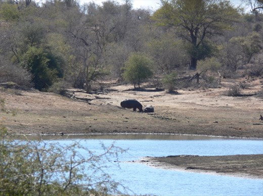 Hippo standing by dead friend, water but no food