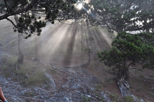 during the last days of this journey we decided to trek to Santa Croce, up on the mountains, and stay for a night in a mountain refuge. But I can say that climbing up through the woods with all that bags full of food, drinks and blankets wasn't so easy. This photo represent our hope to reach quikly the refuge. the light through the trees seems to guide us to our goal