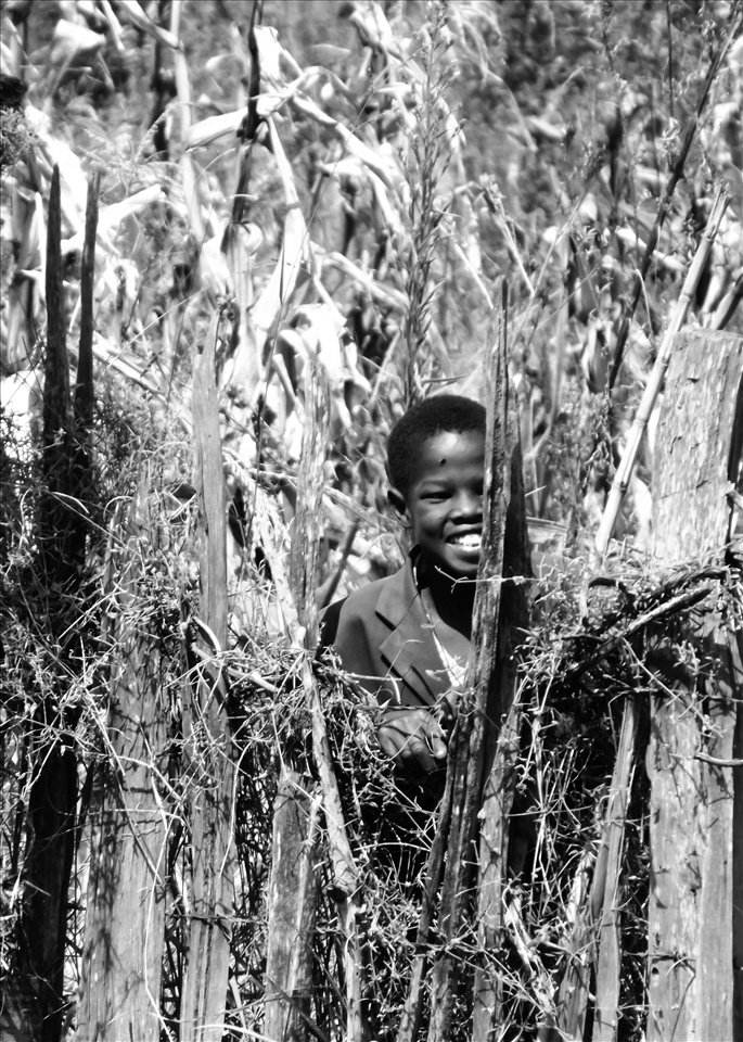 Peeping through the cornfields