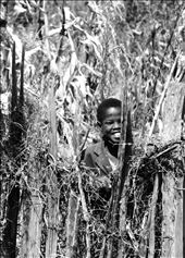 Peeping through the cornfields: by nomadic_nyambura, Views[248]