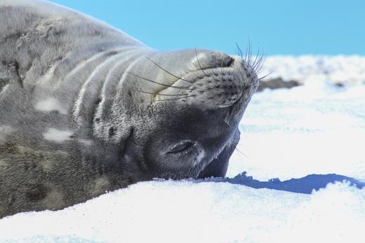 The first animal I saw while jumping off the zodiac: a  relaxed crabeater seal