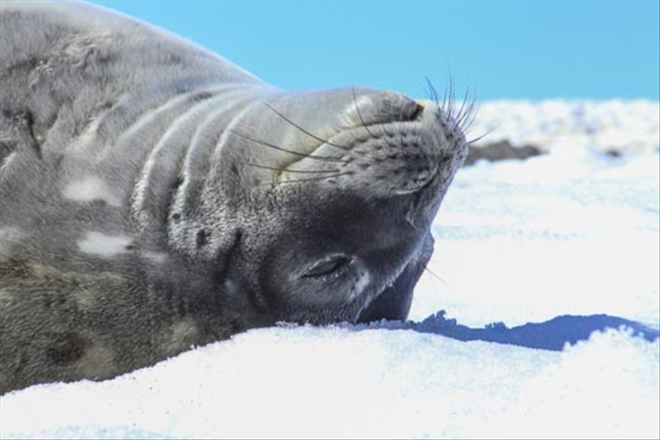 The first animal I saw while jumping off the zodiac: a  relaxed crabeater seal