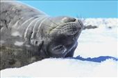 The first animal I saw while jumping off the zodiac: a  relaxed crabeater seal: by nomadicantranik, Views[186]