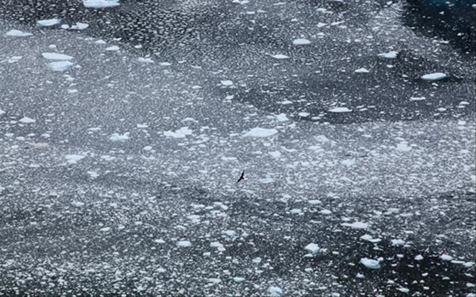 Everything I saw seemed unreal like this albatross flying over an ice field