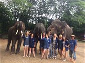 volunteer for elephants in Surin, Thailand: by nomadicdron, Views[159]