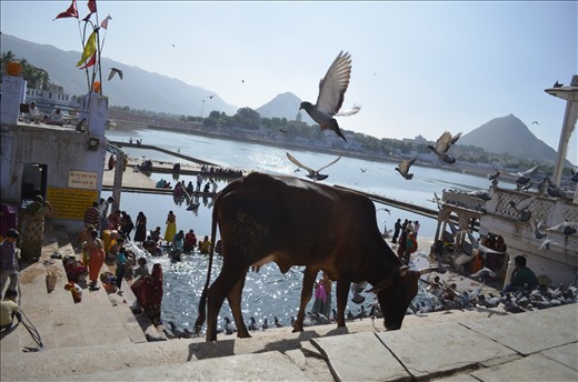 Bathing in the holy waters of Lake Pushkar to wash away Life's sins