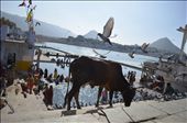 Bathing in the holy waters of Lake Pushkar to wash away Life's sins: by nomadicsage, Views[326]