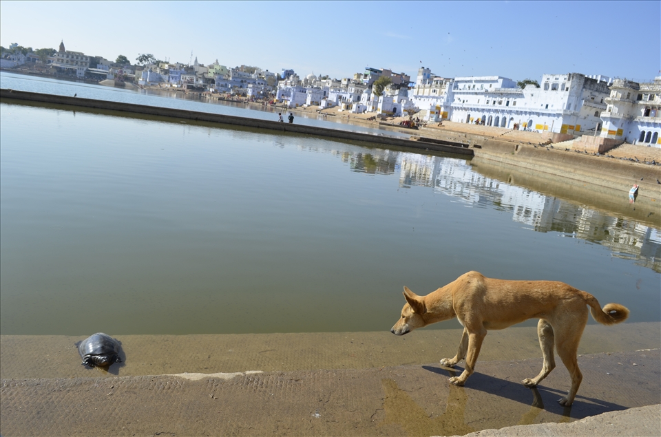 It might be Pushkar..but its still a Dog eat Dog...err Turtle world