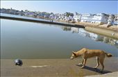 It might be Pushkar..but its still a Dog eat Dog...err Turtle world: by nomadicsage, Views[317]