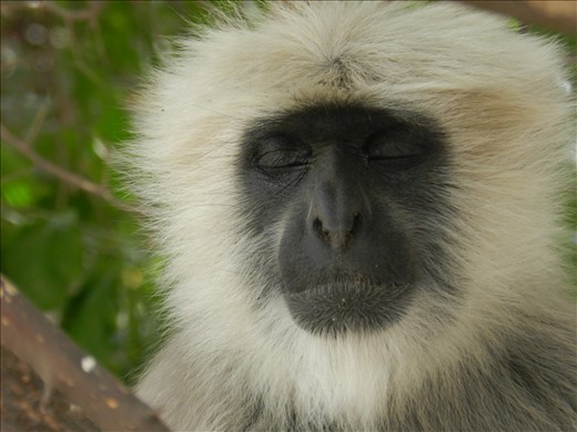 Even the Langoors meditate in Pushkar....I didnt .. what does that make me.
