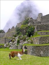 Alpaca in Muchu Pichu: by nomadkat, Views[253]