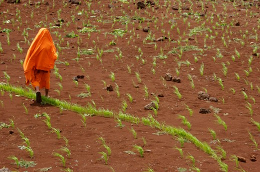 Farming dry rice in Tad Lo Laos.