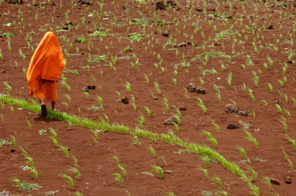 Farming dry rice in Tad Lo Laos.