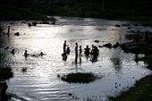 After working in the fields all day the village goes down to the river to bath. : by nomadsight, Views[284]