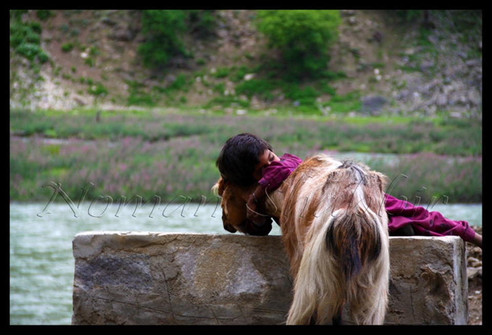 A girl with a lesson of love, affection and care. she was loving her sick goat.