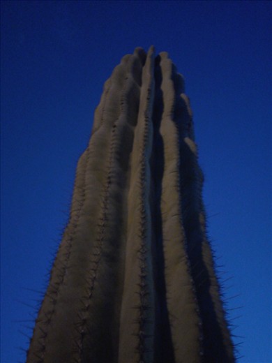 Cactus, king of the Desert