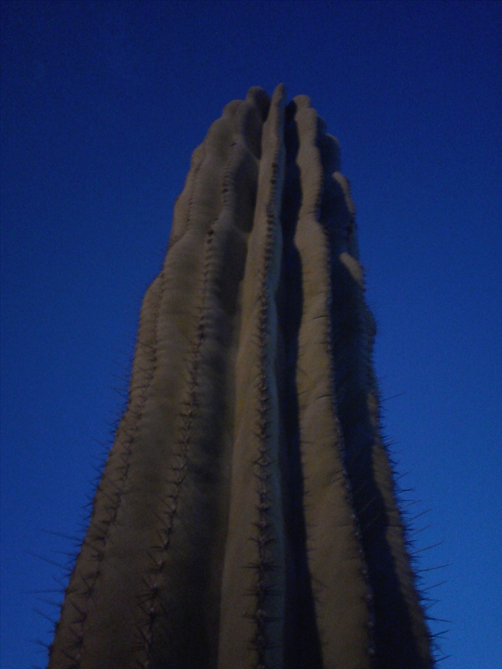 Cactus, king of the Desert