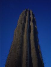 Cactus, king of the Desert: by nonames, Views[261]