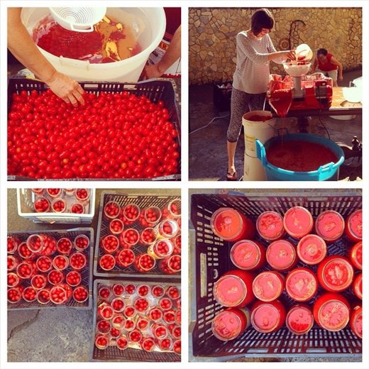 Processing the sweet, sun-drenched cherry tomatoes in my pyjamas in Campania.