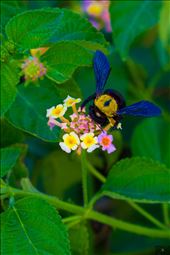 by noouoor, Views[248]