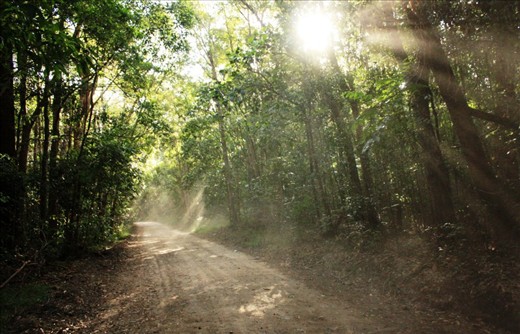 Light rays dancing in the forrest