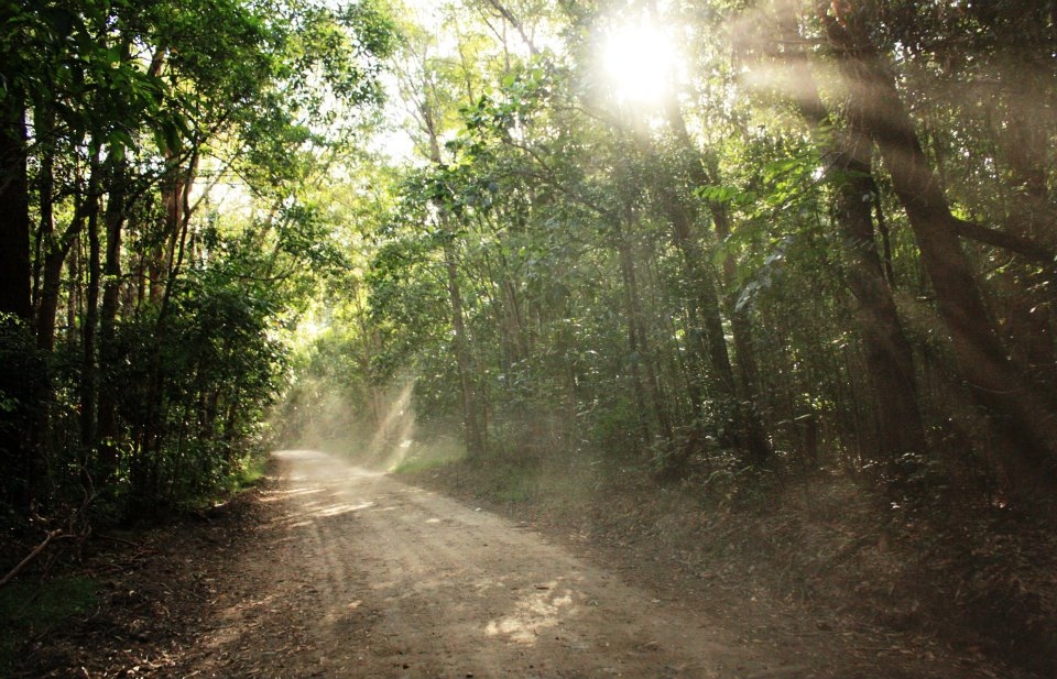 Light rays dancing in the forrest