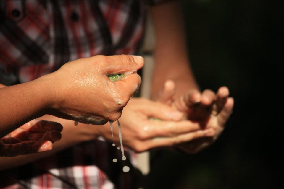 Crushed leaves of soapbush, natures antiseptic