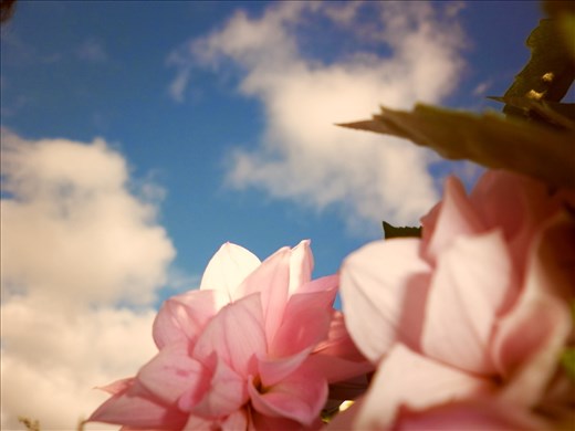Me volví crazy con las flores. Imágenes tomadas en Phoenix Park, Dublín.