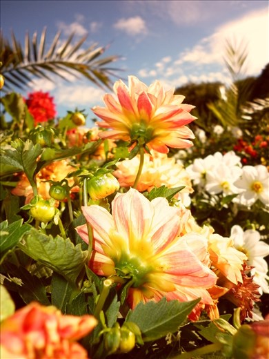 Foto tomada en Phoenix Park, Dublín.