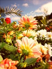 Foto tomada en Phoenix Park, Dublín.: by nortina, Views[259]