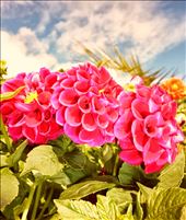 by nortina, Views[406]