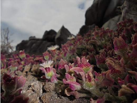 Esa flor me tiene loca