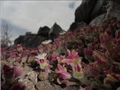 Esa flor me tiene loca: by nortina, Views[510]