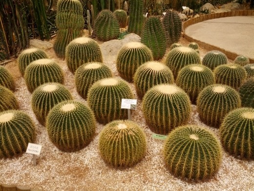 Cactuses in the Peak park