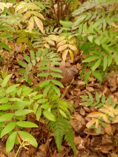 Some bird in Peak park...