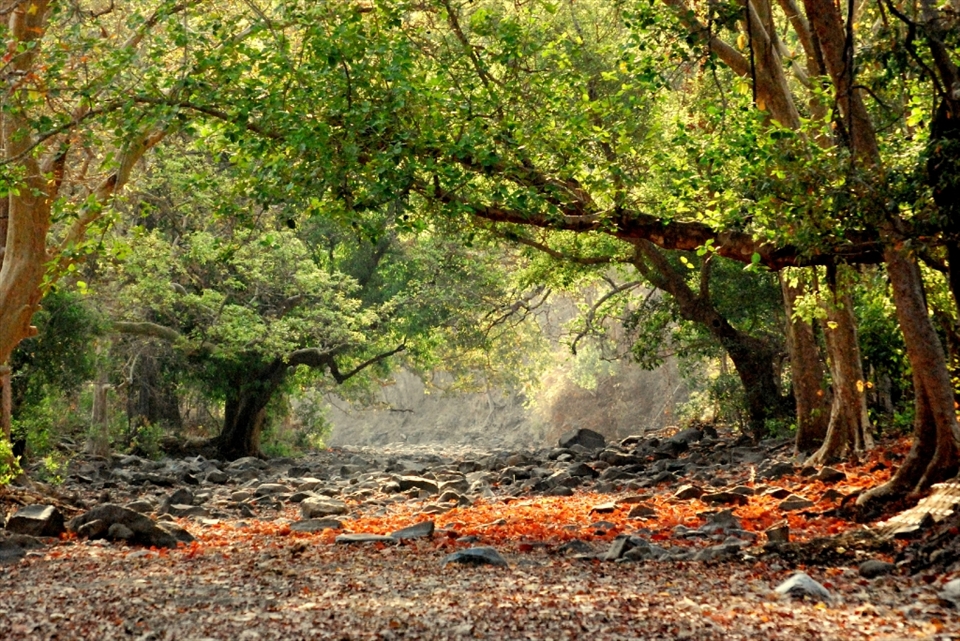  Nature Beauty at its best: nestles rare species of flora & fauna.