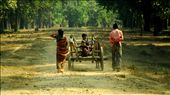 Tribes Life :The Satpura tribes are 