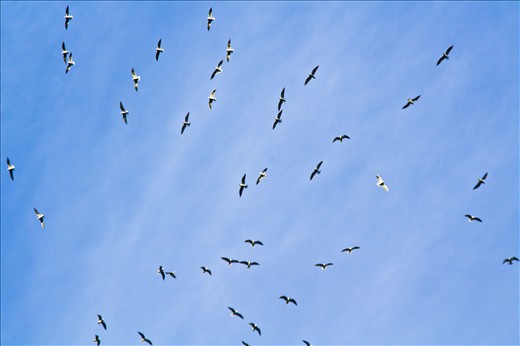 birds flying in the sky of nubia .