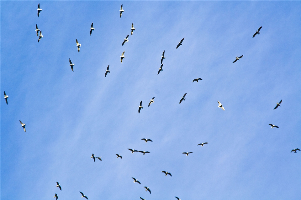 birds flying in the sky of nubia .