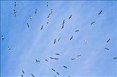 birds flying in the sky of nubia .: by nubia, Views[732]