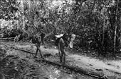 Amazon Indian tribes - Macoje -Brasil: by nunolobito, Views[435]