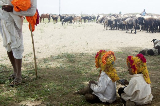 The nomadic Dhangars are tight knit family groups, inseparable from their sheep